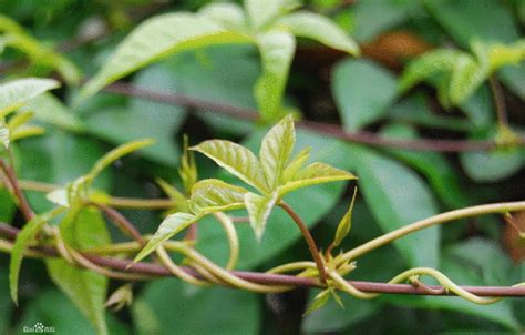 爬藤植物风水|爬藤植物风水